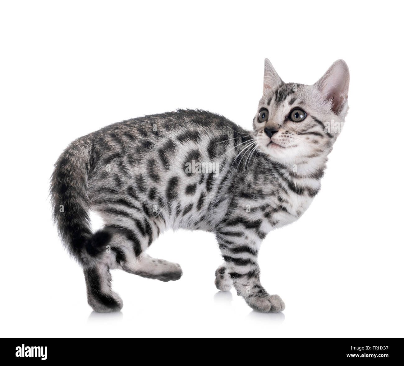 bengal cat in front of white background Stock Photo - Alamy