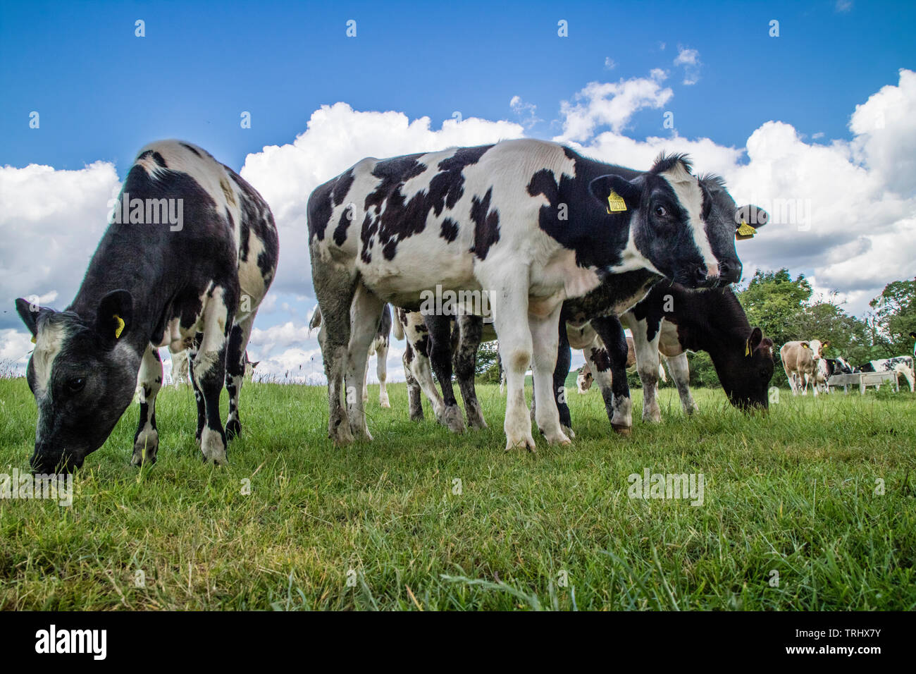 Holstein Friesian bull calves, England, UK Stock Photo Alamy