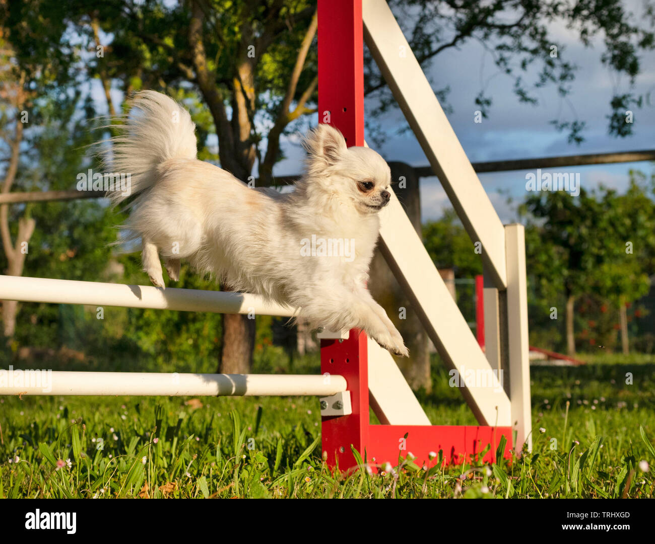 chihuahua agility training