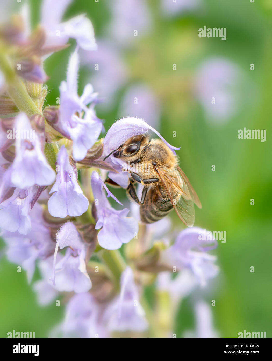 A bee feeding on Salvia flowers Stock Photo