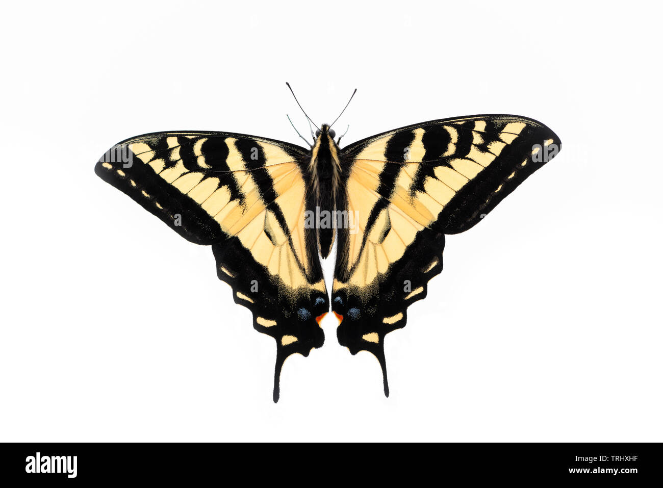 a western tiger swallowtail (Papilio rutulus) with wings spread open - on a white background Stock Photo