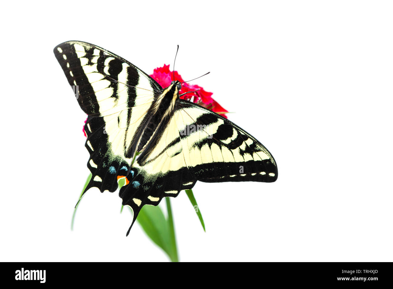 A western tiger swallowtail (Papilio rutulus) with wings spread open - on a white background Stock Photo