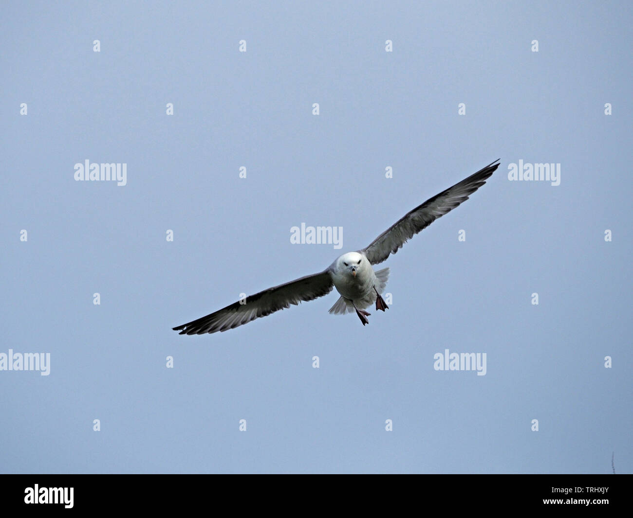 northern Fulmar (Fulmaris glacialis) a tube-nosed pelagic seabird of the  petrel family flying on stiff wings off the coast of St Andrews,  Scotland,UK Stock Photo - Alamy