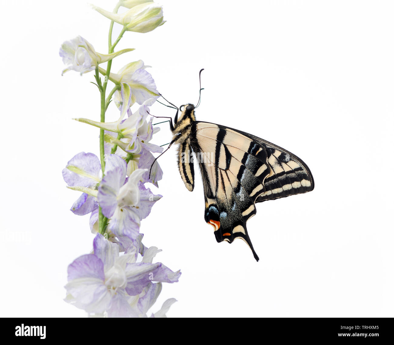 A western tiger swallowtail butterfly (Papilio rutulus)  on a white background Stock Photo