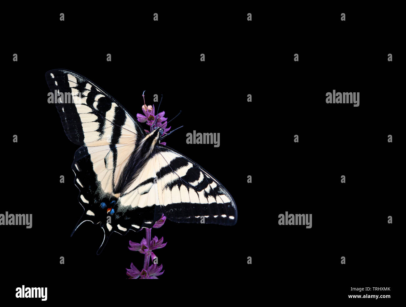 A western tiger swallowtail (Papilio rutulus) on a black background Stock Photo
