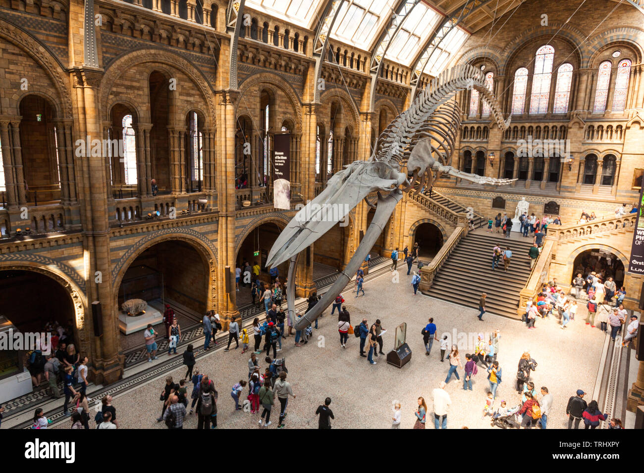 Hope The Giant Blue Whale Skeleton Balaenoptera Musculus