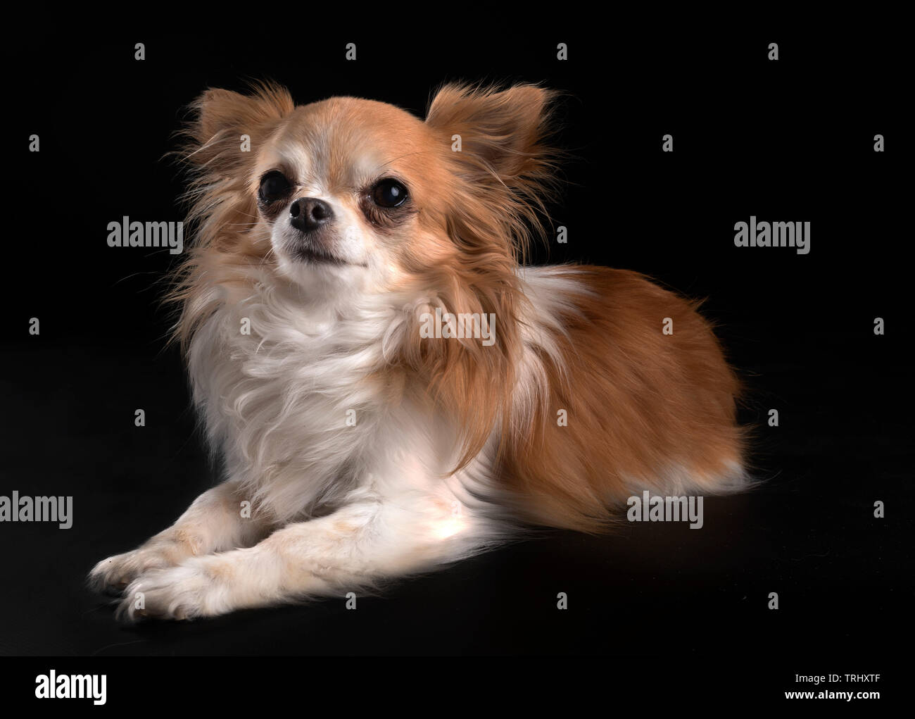 little chihuahua in front of black background Stock Photo - Alamy