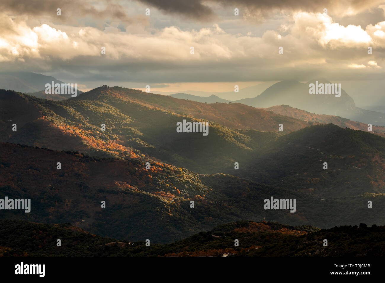 Golden sunbeam hi-res stock photography and images - Alamy