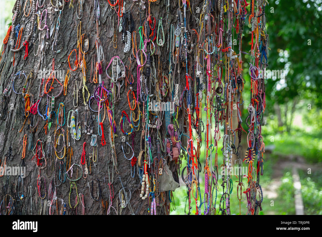 Bracelets hanging on the killing tree at Choeung Ek Genocide Memorial at the Killing Fields,  Phnom Penh, Cambodia, Asia Stock Photo