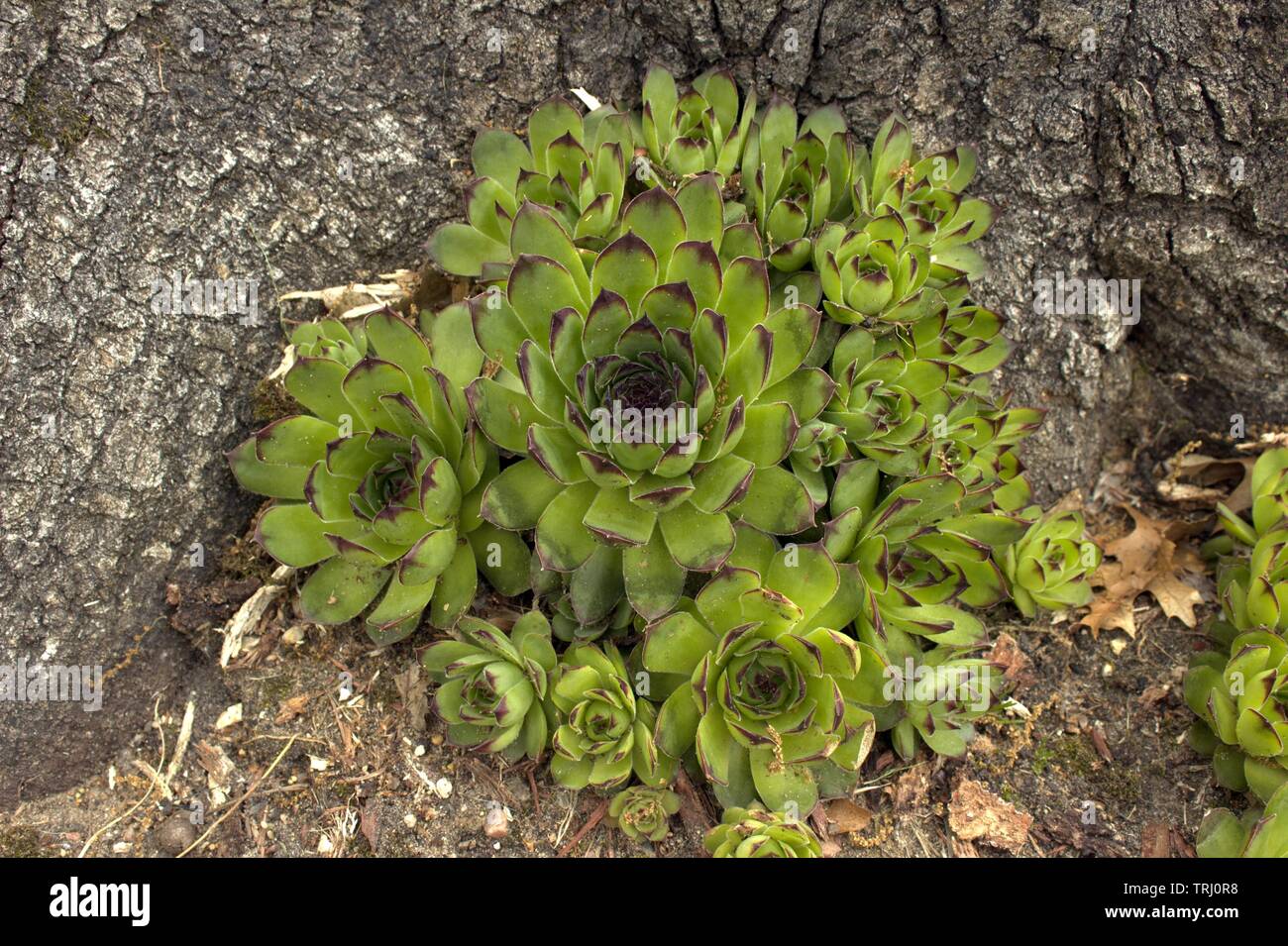 Hens And Chicks Growing Aside A Tree Trunk Stock Photo