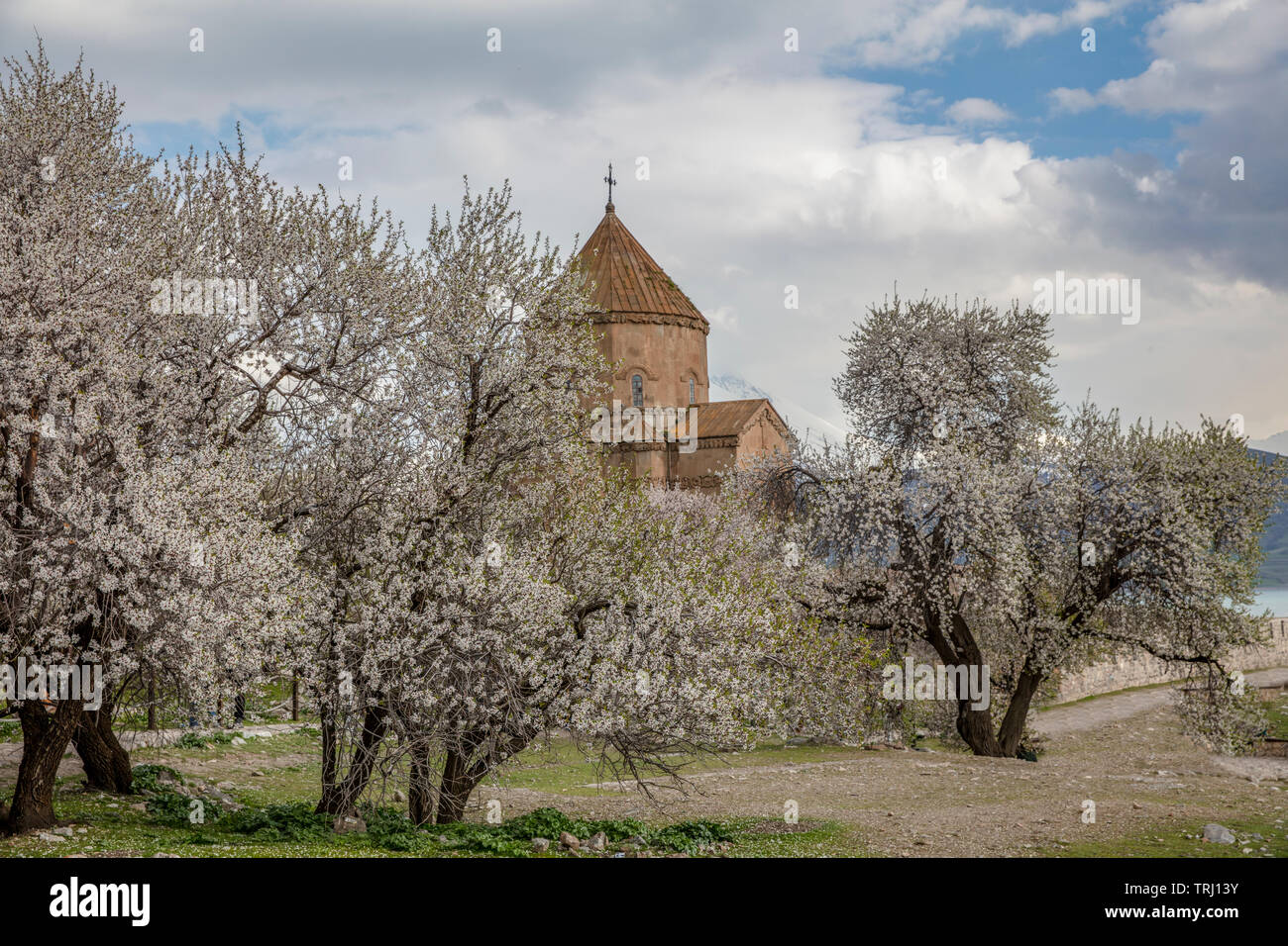 Amazing spring view of Armenian Church of the Holy Cross on Akdamar Island (Akdamar Adasi), Lake Van/Turkey. Surrounded by tree in blossom, in a middl Stock Photo