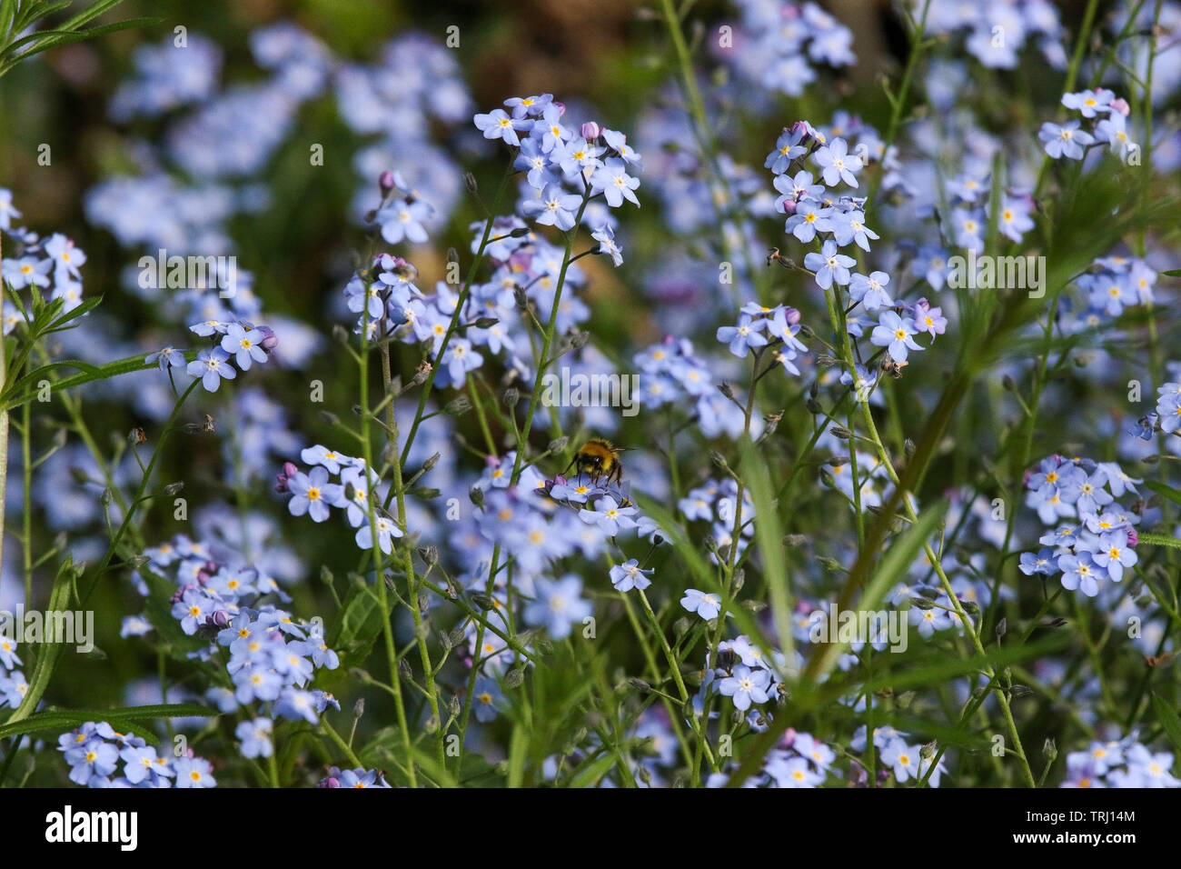 Spring flowers with a bee gathering pollen from wood forget-me-not (myosotis sylvatica) Stock Photo