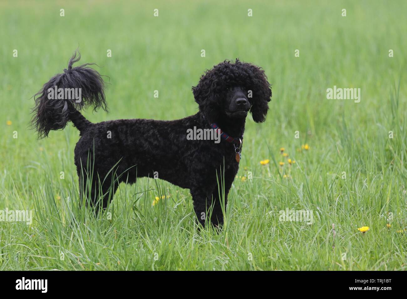 A black curly coated Portuguese Water Dog standing in a green field in summer Stock Photo