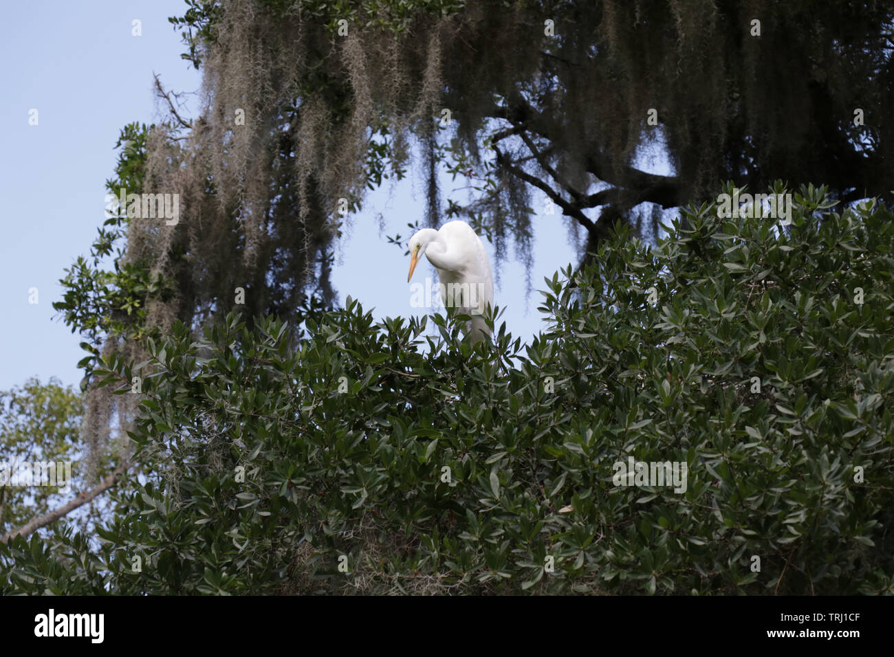 Great blue heron white color morph in Central Florida. Stock Photo