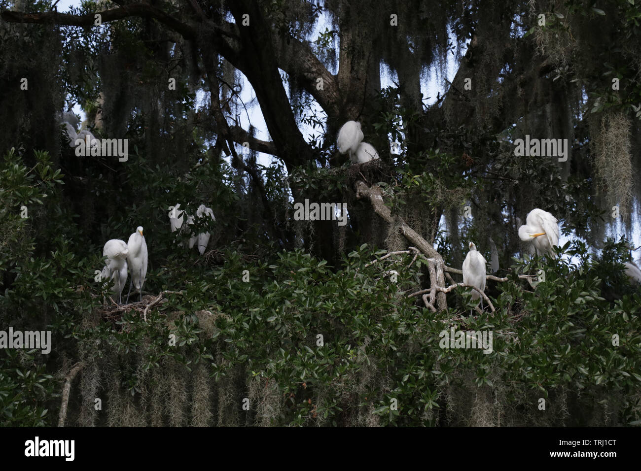 Family of herons resting together in the afternoon in Central Florida. Stock Photo