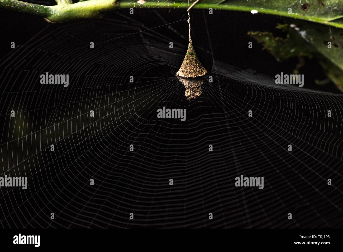 An unusual spider web, a cone like structure hangs in the center and the spider hides within only emerging when an insect gets trapped in the web. Stock Photo