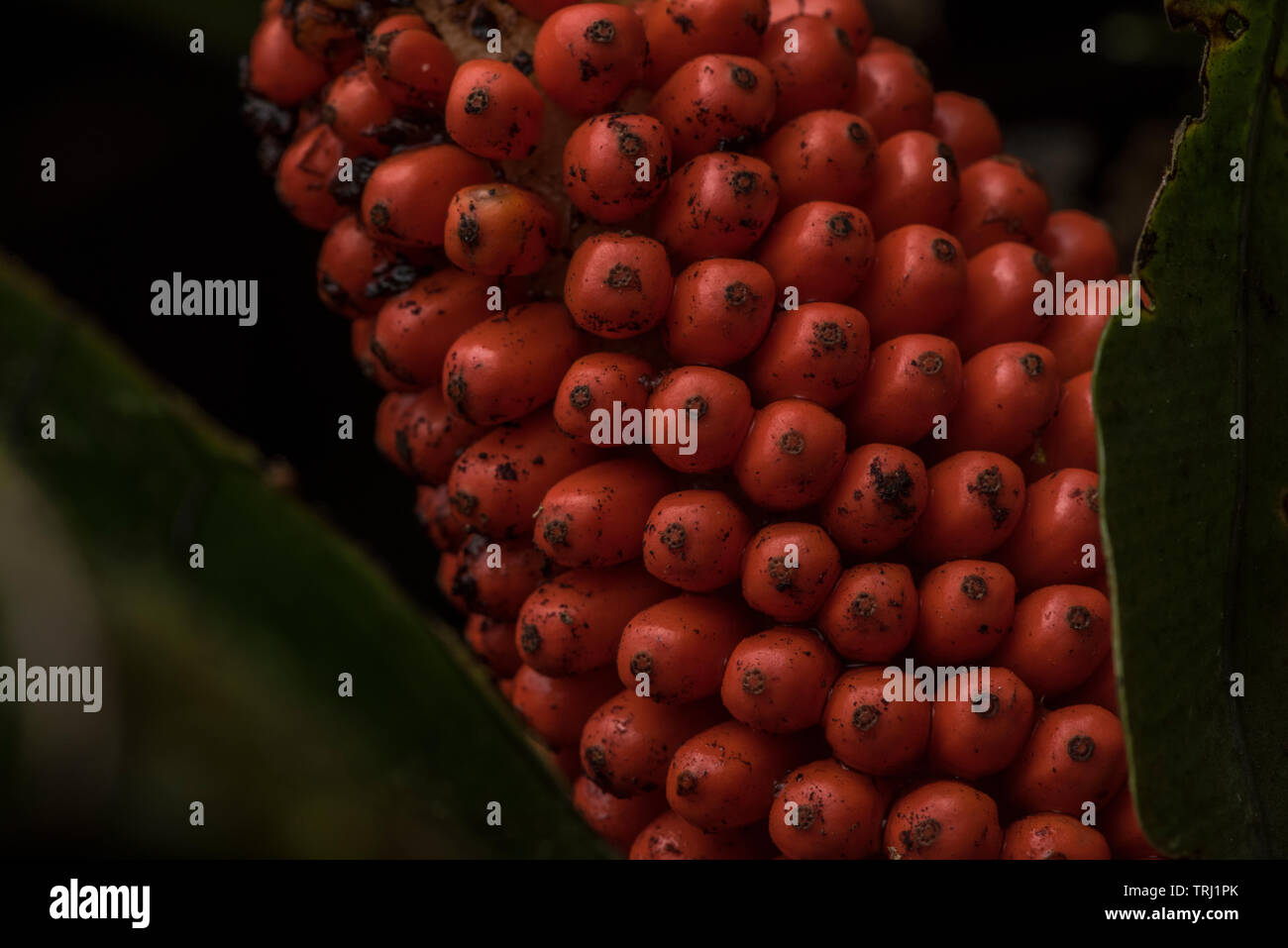 Some sort of red seeds from a plant in the Amazon rainforest in yasuni national park, Ecuador. Stock Photo
