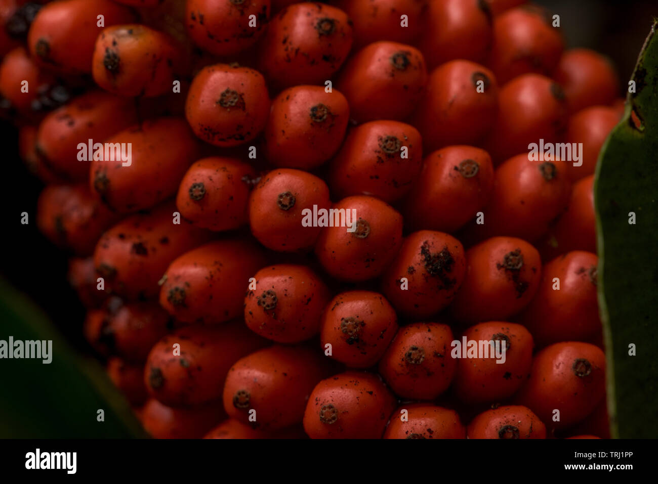 Some sort of red seeds from a plant in the Amazon rainforest in yasuni national park, Ecuador. Stock Photo