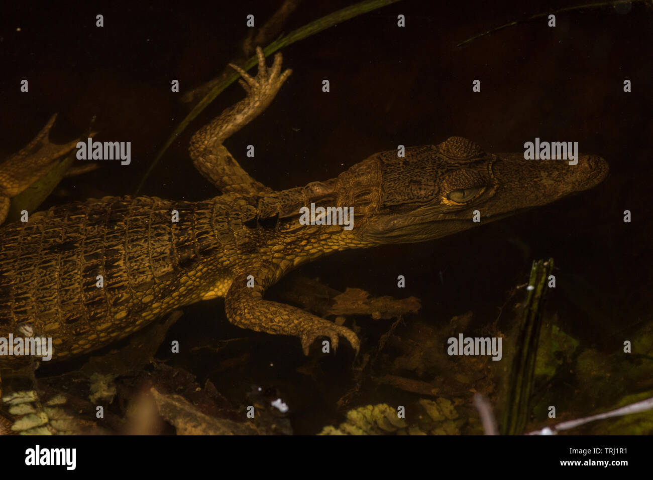 Spectacled caiman (Caiman crocodilus) submerged underwater in a small stream in the Amazon jungle in Ecuador. Stock Photo