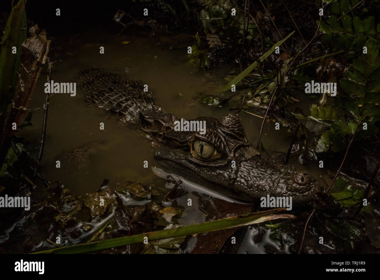 A young spectacled caiman (Caiman crocodilus) at the waters edge waiting for prey to venture close. From Yasuni national park, Ecuador. Stock Photo