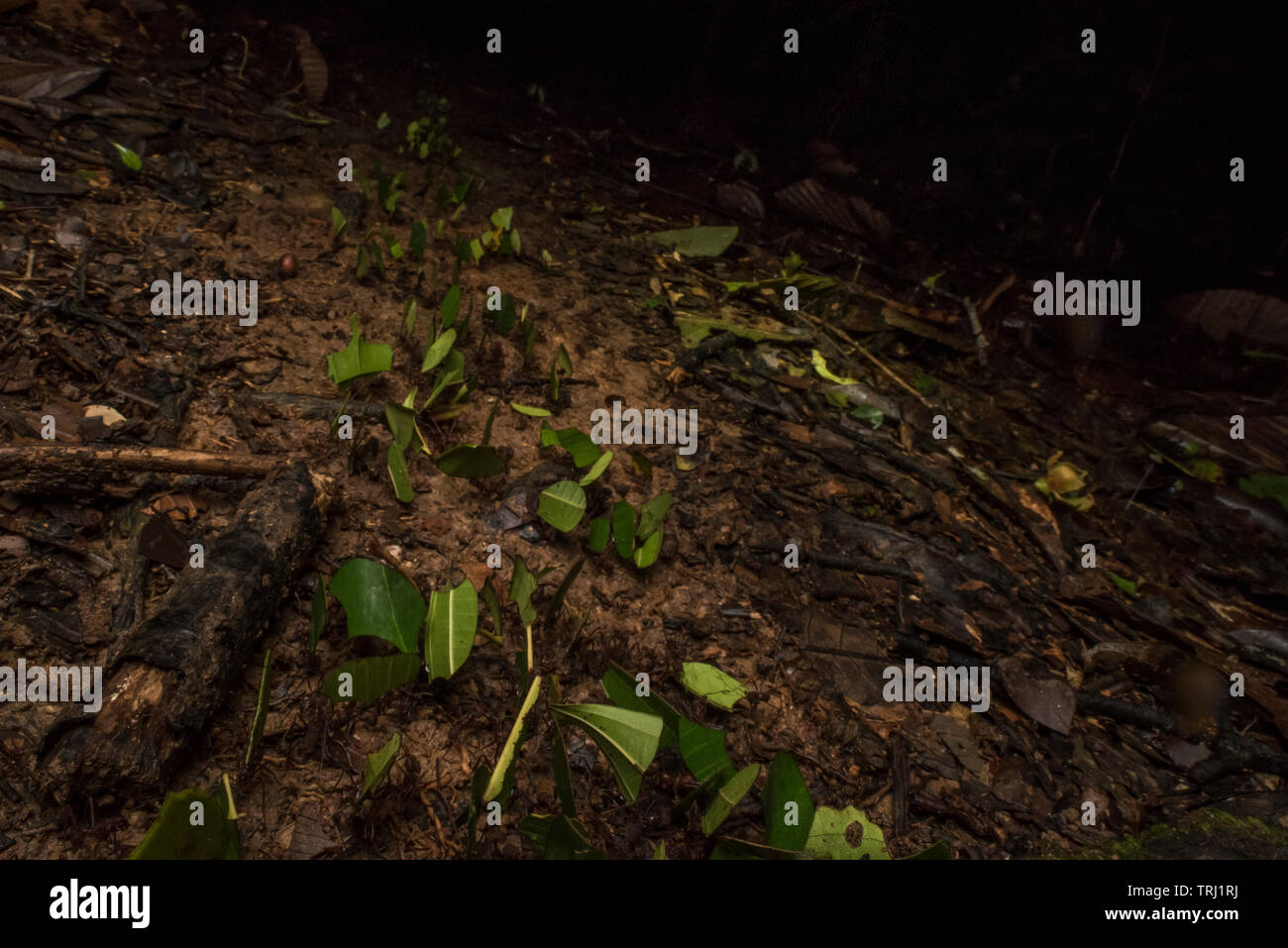 A trail of leaf cutter ants (Atta sp.) carrying the leaves they've cut to the hive along the forest floor in Yasuni national park in the Amazon. Stock Photo