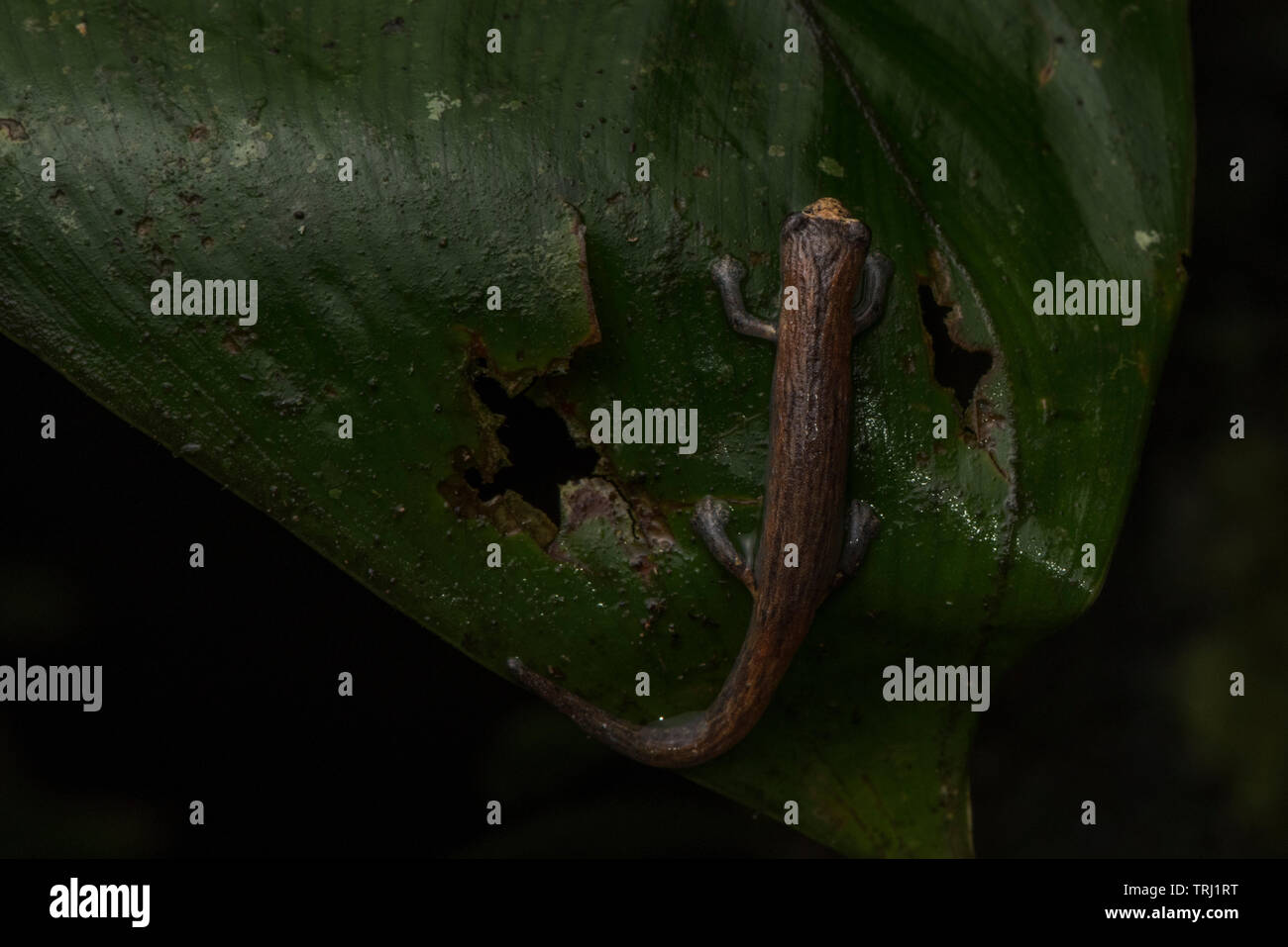 Nauta salamander (Bolitoglossa altamazonica) from the Amazon jungle in Yasuni, Ecuador. These salamanders hunt on the surface of leaves at night. Stock Photo