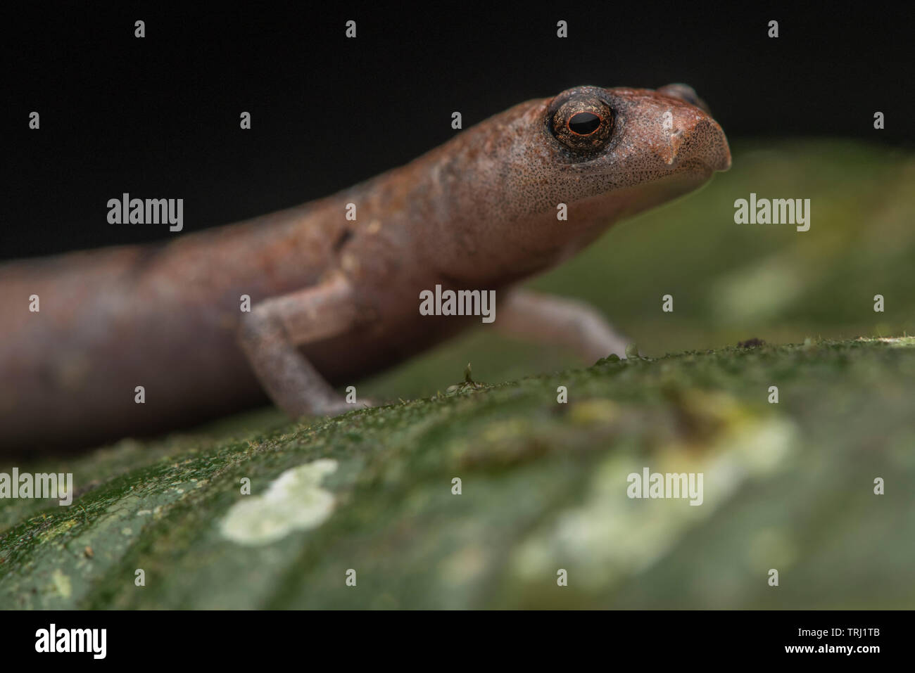 Nauta salamander (Bolitoglossa altamazonica) from the Amazon jungle in Yasuni, Ecuador. These salamanders hunt on the surface of leaves at night. Stock Photo