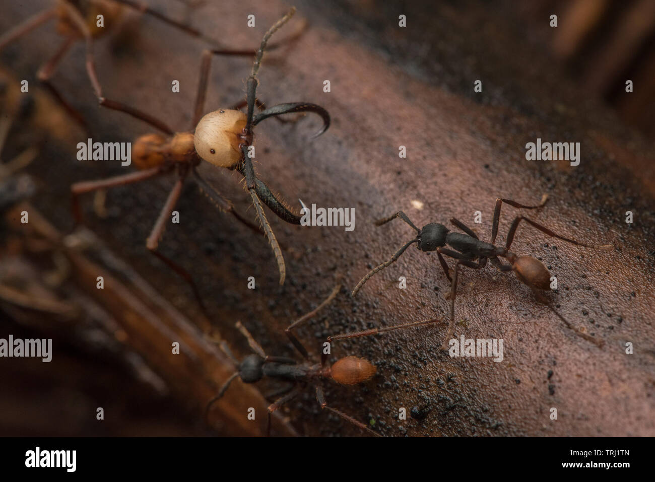 Army ants (Eciton burchellii) swarm across the forest floor, large soldier ants can be distinguished by their huge mandibles. Stock Photo
