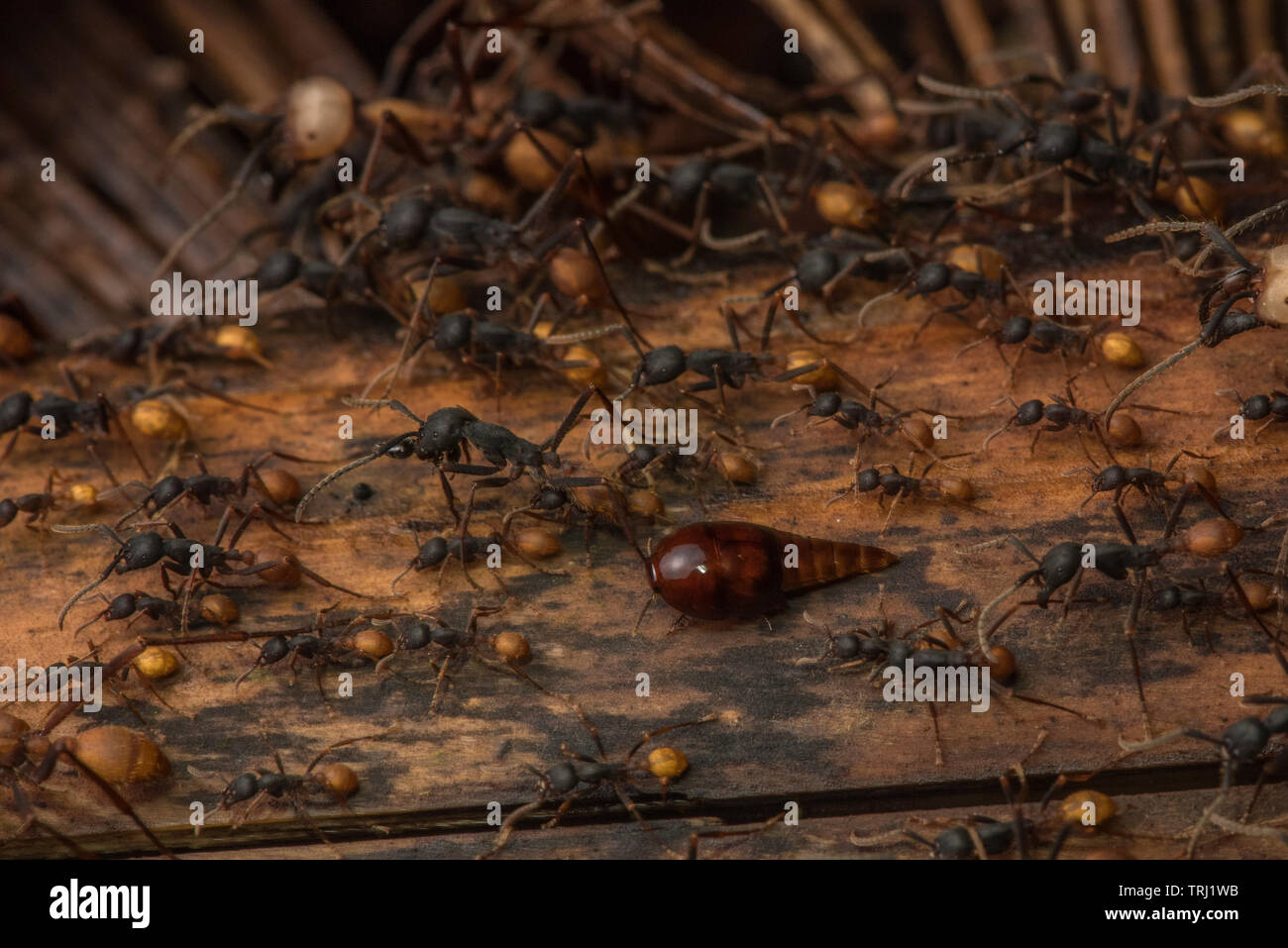 A vatesus species rove beetle marches alongside with the army ants, these beetles are always found in close association with the army ants. Stock Photo