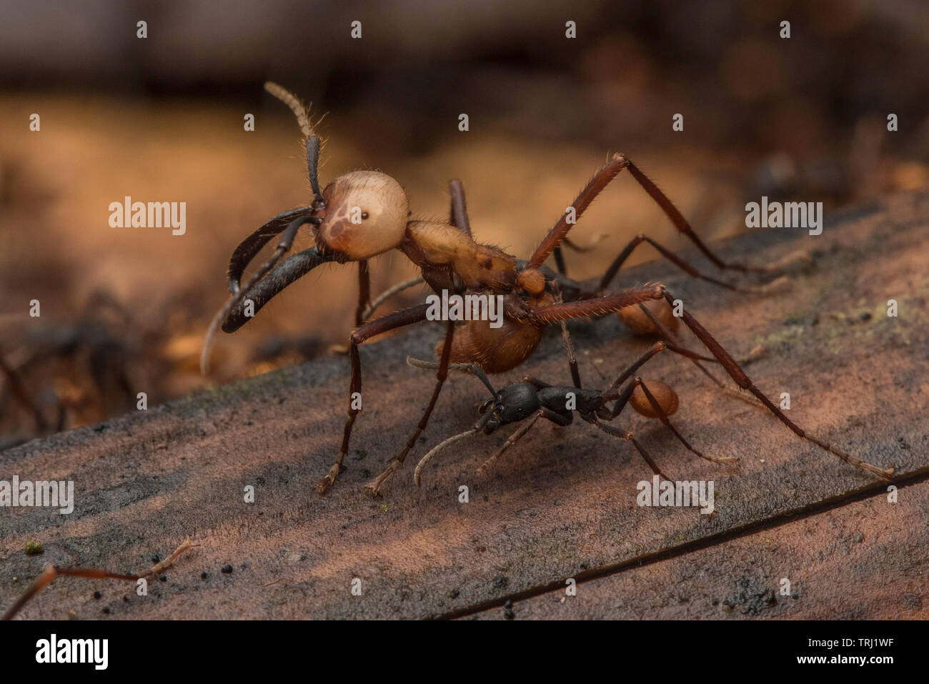 Army ants (Eciton burchellii) swarm across the forest floor, large