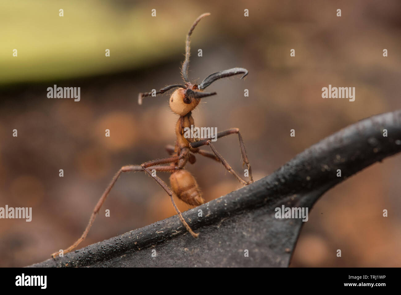 Army ants (Eciton burchellii) swarm across the forest floor, large soldier ants can be distinguished by their huge mandibles. Stock Photo