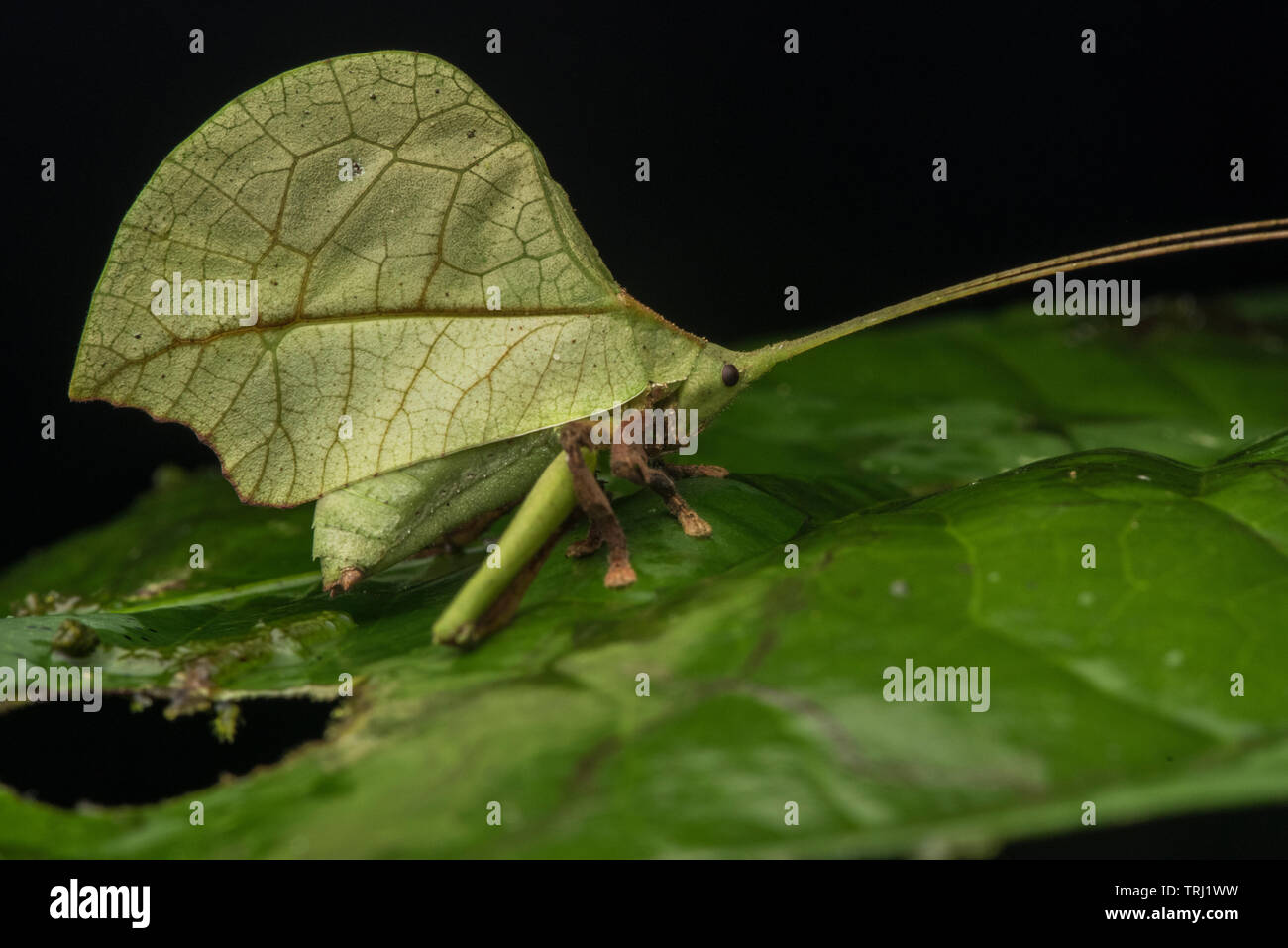A leaf mimic katydid hiding in plain sight on a leaf in the Amazon rainforest in Yasuni national park, Ecuador. Stock Photo