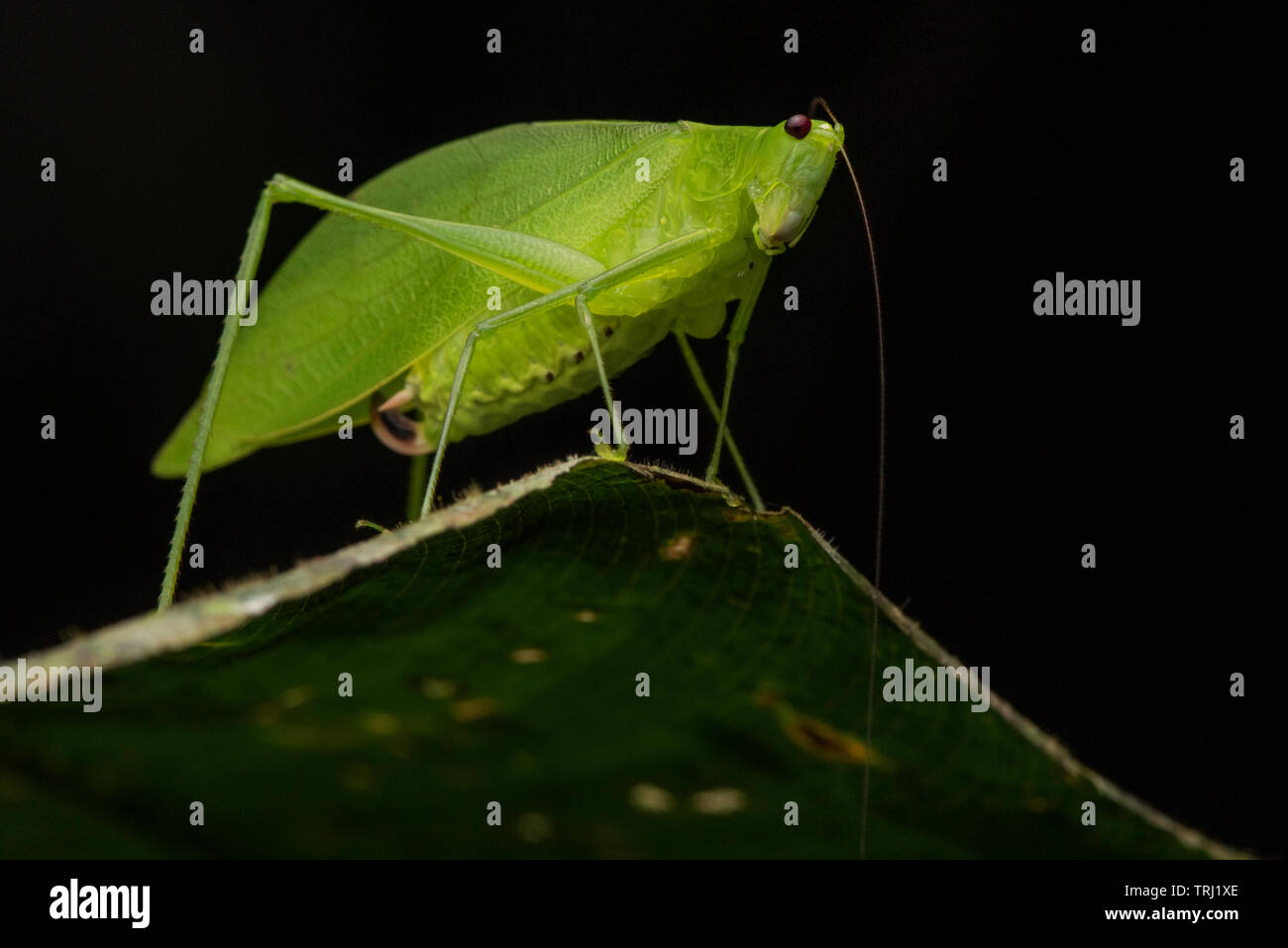 A leaf mimicking katydid from the neotropical rainforest in the Amazon basin of Ecuador. Stock Photo