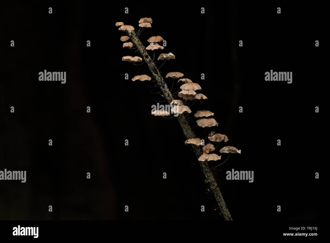 Small mushrooms growing on a branch in the Ecuadorian rainforest in Yasuni National park in the Amazon jungle. Stock Photo
