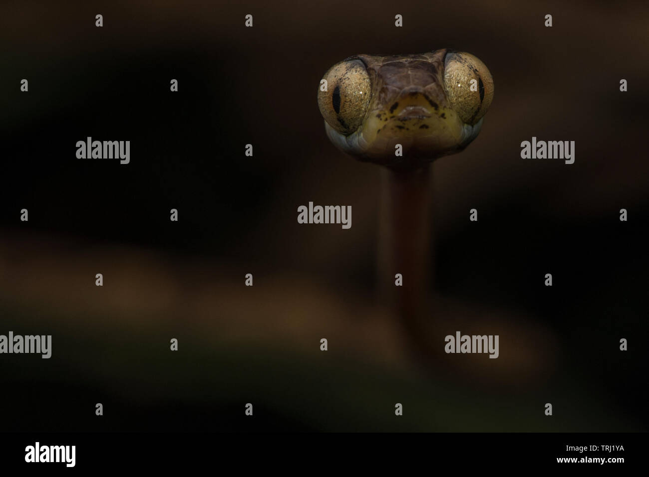 Snakes of ecuador hires stock photography and images Alamy