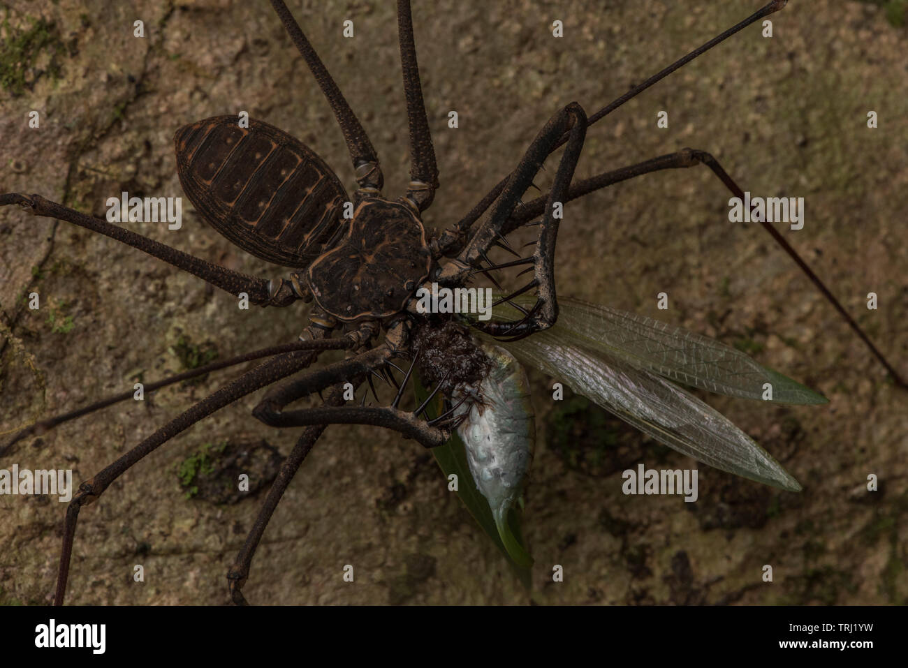 A whip spider or tailless whip scorpion eating a katydid in the Ecuadorian jungle in Yasuni National park. Stock Photo