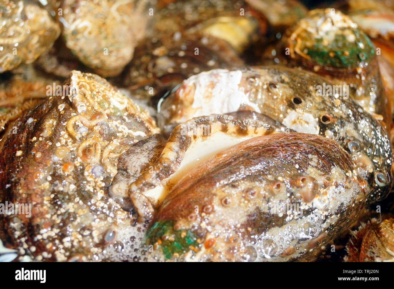Fresh abalone is sold in the seafood market Stock Photo Alamy