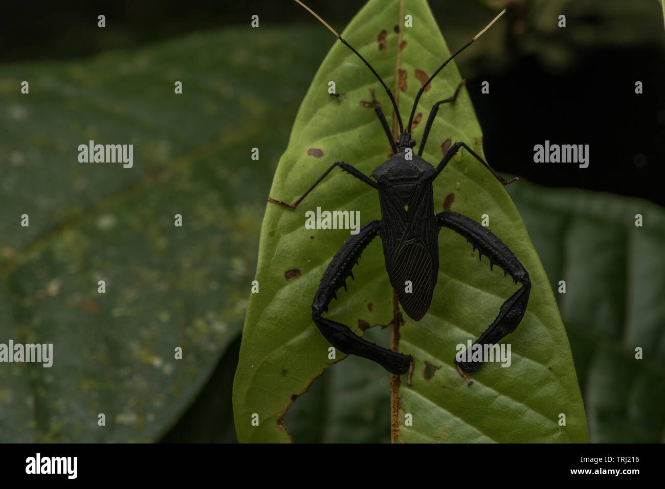 A leaf footed bug (Coreidae family) from Yasuni national park in Ecuador. Stock Photo