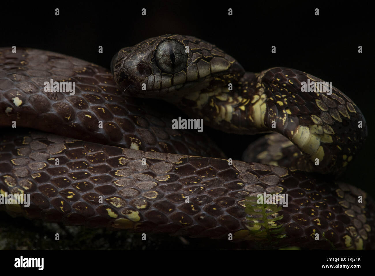 A neotropical snail eater (Dipsas indica) from Yasuni national park, these snakes feed exclusively on snails and slugs. Stock Photo