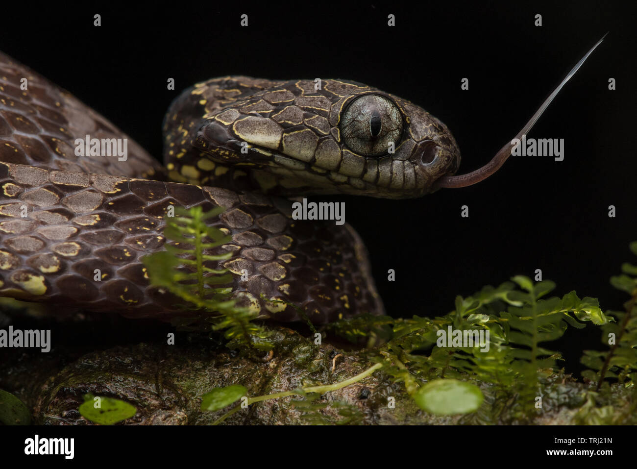 A neotropical snail eater (Dipsas indica) from Yasuni national park, these snakes feed exclusively on snails and slugs. Stock Photo