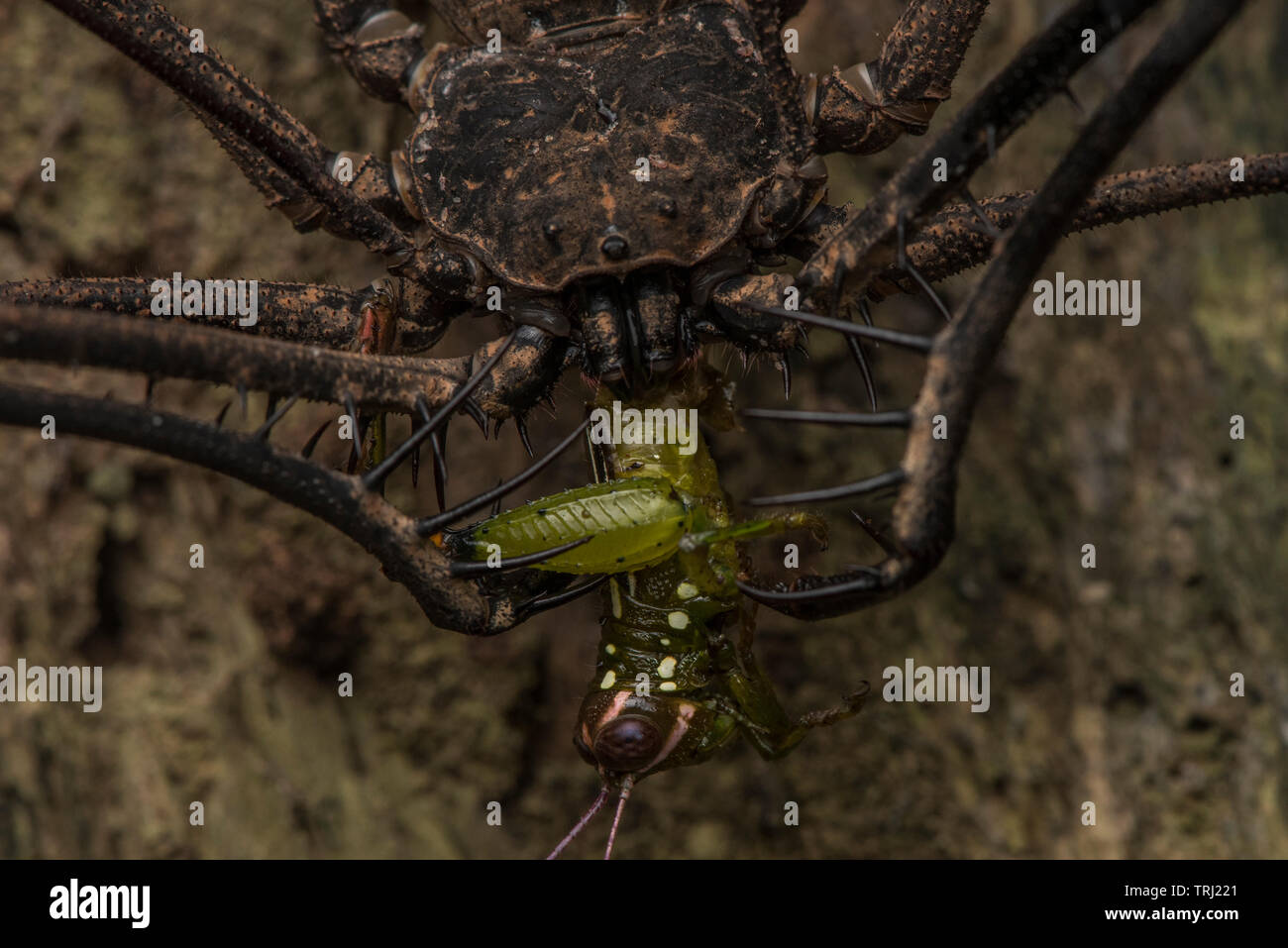 An Amblypygid or tailless whip scorpion feeds on a small grasshopper in the Ecuadorian rainforest. Stock Photo