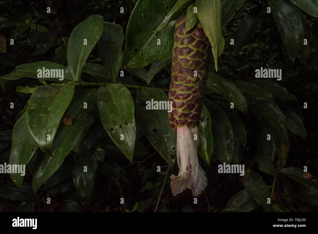 A wild ginger (Zingiberaceae) growing in the Amazon rainforest of Ecuador. Stock Photo
