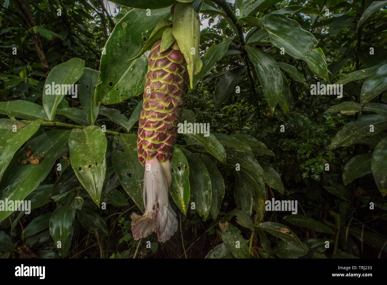 A wild ginger (Zingiberaceae) growing in the Amazon rainforest of Ecuador. Stock Photo