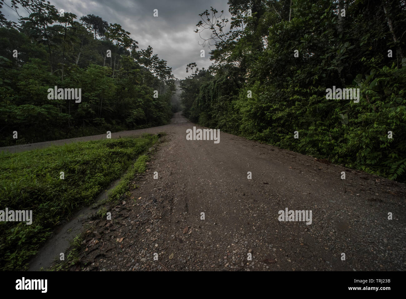 The road leading into Yasuni national park in Ecuador. It leads through the Amazon rainforest. Stock Photo