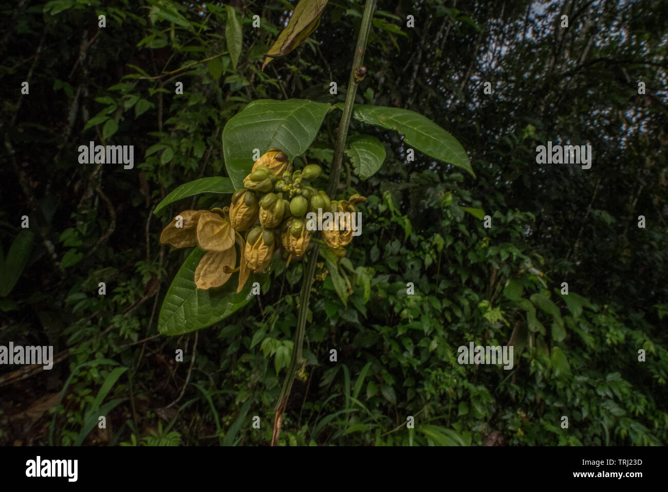 A wild ginger (Zingiberaceae) growing in the Amazon rainforest of Ecuador. Stock Photo