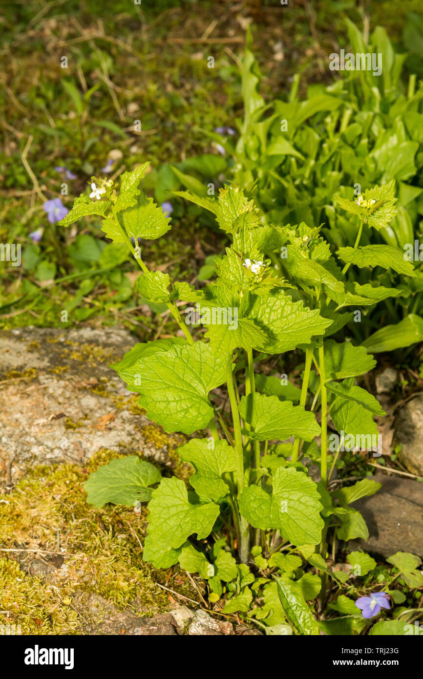 Garlic Mustard (Alliaria petiolata) Stock Photo