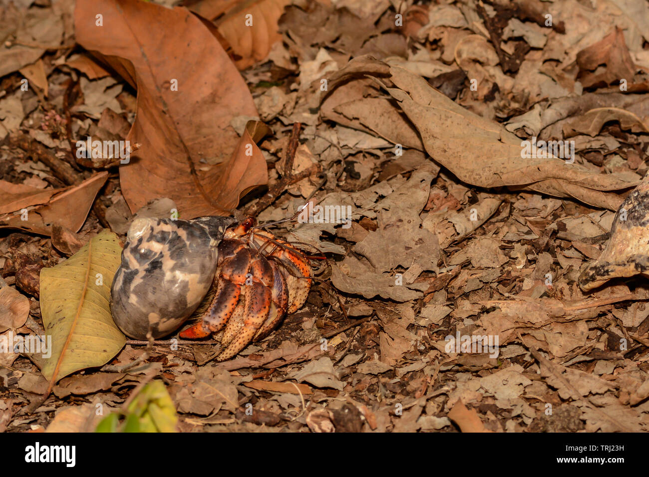 Caribbean Hermit crab (Coenobobita clypeatus) Stock Photo