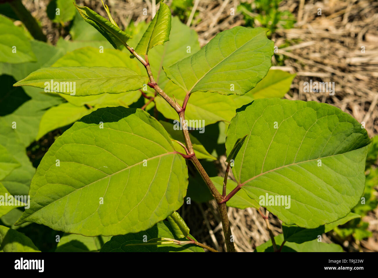 Japanese Knotweed (Reynoutria japonica) Stock Photo