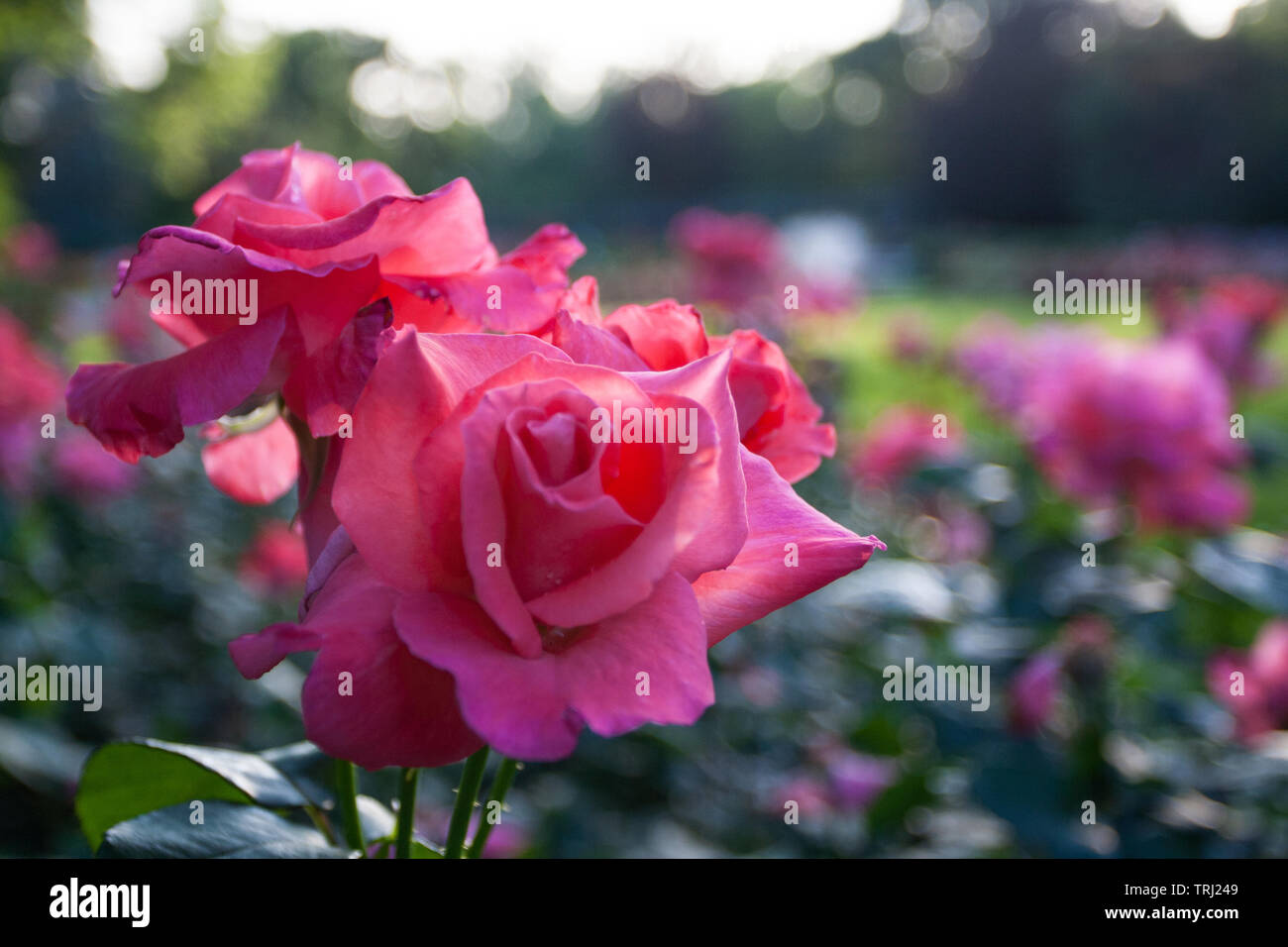 Ohio Roses Park of Roses, Columbus, Ohio Stock Photo - Alamy