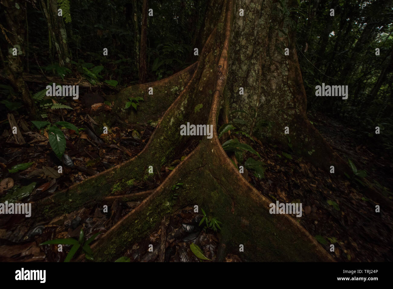 The buttressed root system of a huge tree in the Ecuadorian Amazon, photographed in Yasuni